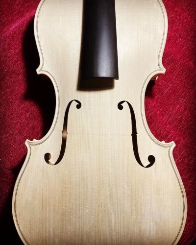 Viola